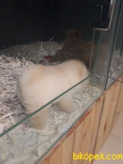 Minik Aslan Orjinal Boo 5
