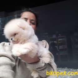 Minik Aslan Orjinal Boo 3