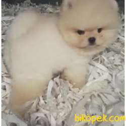 Minik Aslan Orjinal Boo 1