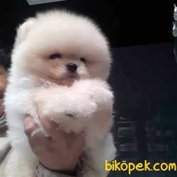 Minik Aslan Orjinal Boo 2