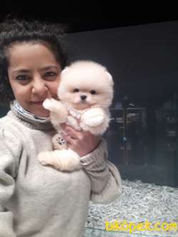 Minik Aslan Orjinal Boo 4