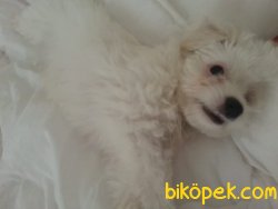 Minik Bailey 1