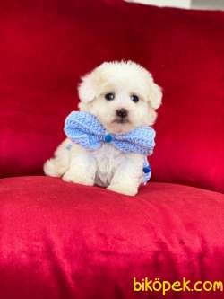 MİNİK BOY MALTESE TERRİER 2