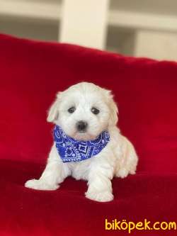 MİNİK BOY MALTESE TERRİER 4
