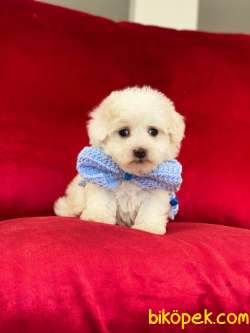 MİNİK BOY MALTESE TERRİER 3