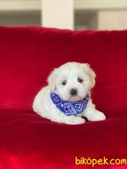 MİNİK BOY MALTESE TERRİER 1