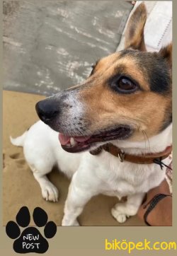 MİNİK EVLAT JACK RUSSEL 3