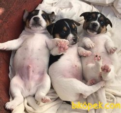 MİNİK EVLAT JACK RUSSEL 1