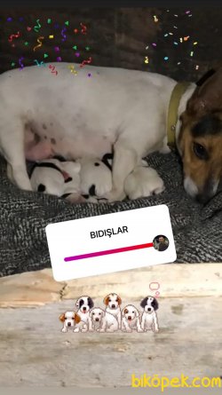 MİNİK EVLAT JACK RUSSEL 4