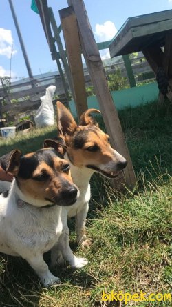 MİNİK EVLAT JACK RUSSEL 2