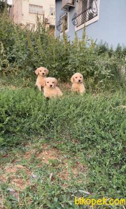 MİNİK GOLDENLARIMIZ SAHİPLERİNİ ARIYOR 2