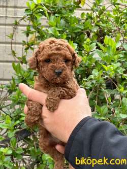MİNİK GÜZELLER GÜZELİ POODLE BEBEKLERİM 2