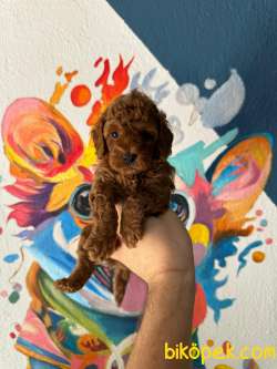 MİNİK GÜZELLER GÜZELİ POODLE BEBEKLERİM 3