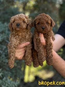 MİNİK GÜZELLER GÜZELİ POODLE BEBEKLERİM