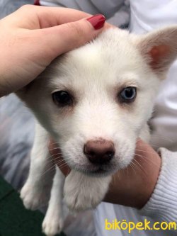 Minik Husky Yavrular 2
