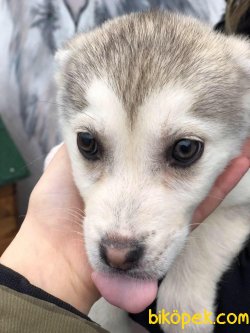 Minik Husky Yavrular 3