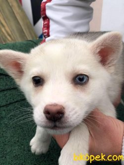 Minik Husky Yavrular 1