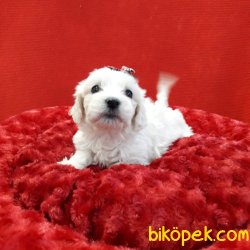 Minik Maltese Erkek Yavru 3