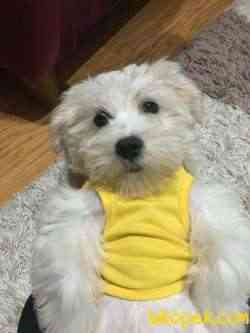 Minik Maltese Terrier 2