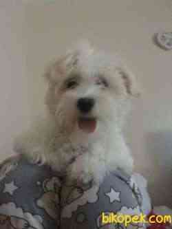 Minik Maltese Terrier 1