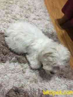 Minik Maltese Terrier 3