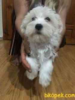 Minik Maltese Terrier 5