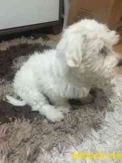 Minik Maltese Terrier 4