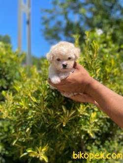 MİNİK MALTESE TERRİER 3