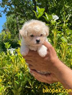 MİNİK MALTESE TERRİER 4
