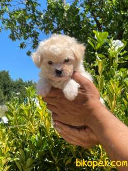 MİNİK MALTESE TERRİER 1