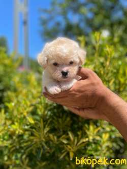 MİNİK MALTESE TERRİER 5