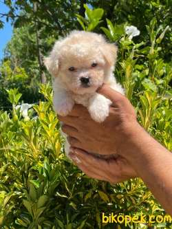 MİNİK MALTESE TERRİER 2