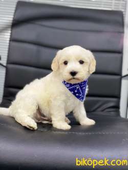 MİNİK  MALTESE TERRİER 3