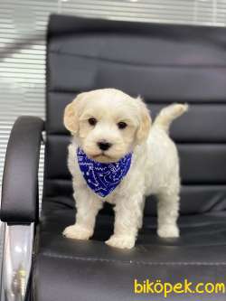 MİNİK  MALTESE TERRİER 4