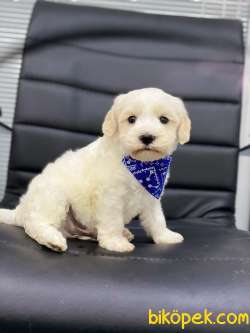 MİNİK  MALTESE TERRİER 1