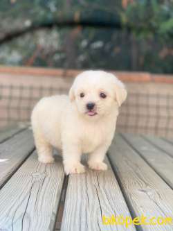 MİNİK MALTESE TERRİER 3