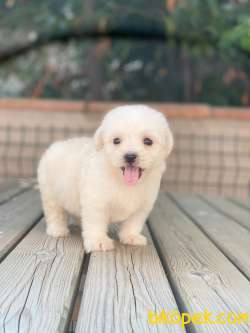 MİNİK MALTESE TERRİER 2
