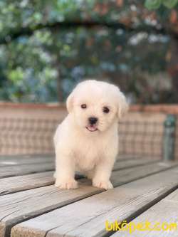 MİNİK MALTESE TERRİER 5