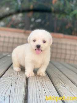MİNİK MALTESE TERRİER 4
