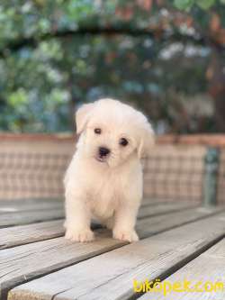 MİNİK MALTESE TERRİER