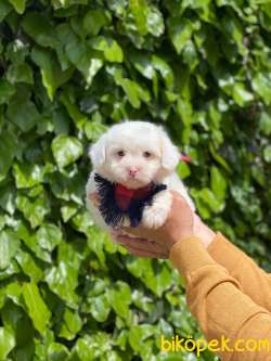 MİNİK MALTESE TERRİER 1