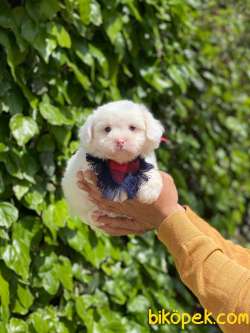 MİNİK MALTESE TERRİER 3