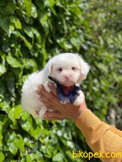 MİNİK MALTESE TERRİER 2