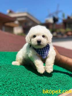 MİNİK MALTESE TERRİER 1