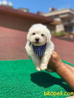 MİNİK MALTESE TERRİER 5