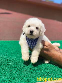 MİNİK MALTESE TERRİER 3
