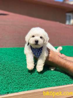 MİNİK MALTESE TERRİER 4
