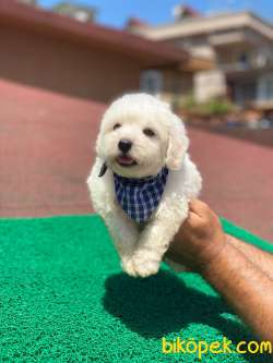 MİNİK MALTESE TERRİER 2