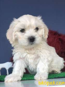 MİNİK MALTESE TERRİER 3