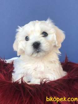 MİNİK MALTESE TERRİER 1